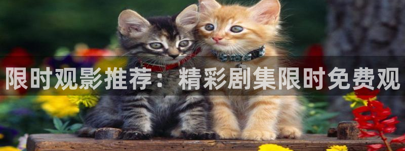 星空动漫免费观看高清完整版